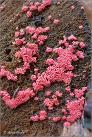 Attēlu rezultāti vaicājumam “Hemitrichia decipiens young”