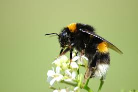 Attēlu rezultāti vaicājumam “Bombus terrestris”