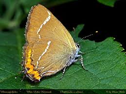 Attēlu rezultāti vaicājumam “Satyrium w-album”