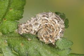 Attēlu rezultāti vaicājumam “Thetidia smaragdaria”