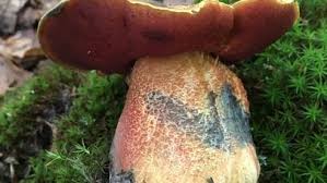 Attēlu rezultāti vaicājumam “Sutorius luridiformis”