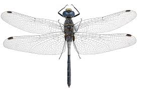 Attēlu rezultāti vaicājumam “Leucorrhinia albifrons female”