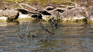 Attēlu rezultāti vaicājumam “Podiceps cristatus nest”