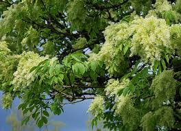 Attēlu rezultāti vaicājumam “Fraxinus excelsior flower”