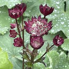 Image result for Astrantia majon `Abbey Road`