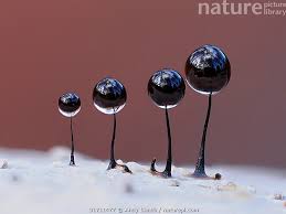 Attēlu rezultāti vaicājumam “Comatricha nigra”