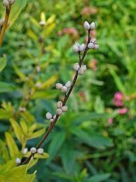 Attēlu rezultāti vaicājumam “Lithospermum officinale leaf”