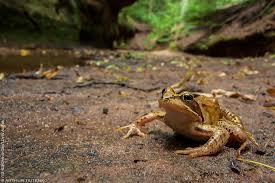 Attēlu rezultāti vaicājumam “Rana temporaria”