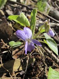 Attēlu rezultāti vaicājumam “Viola collina flower”