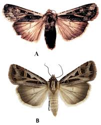 Attēlu rezultāti vaicājumam “Agrotis ripae larva”