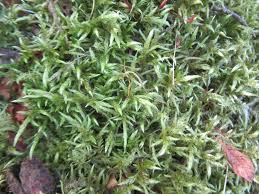 Attēlu rezultāti vaicājumam “Pleurozium schreberi sporophyte”