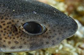 Image result for Scyliorhinus canicula