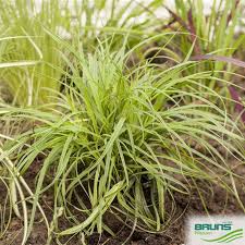 Attēlu rezultāti vaicājumam “Carex caryophyllea fruit”