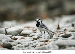 Image result for Motacilla alba