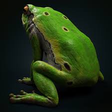 Attēlu rezultāti vaicājumam “Hyla arborea adult”