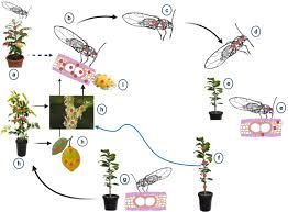 Attēlu rezultāti vaicājumam “Trioza dispar nymph”