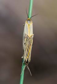 Attēlu rezultāti vaicājumam “Spiris striata”