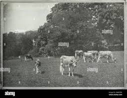 Attēlu rezultāti vaicājumam “Poa nemoralis fruit”