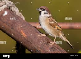 Attēlu rezultāti vaicājumam “Passer montanus adult”