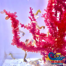 Attēlu rezultāti vaicājumam “Lycogala botrydium macro”