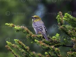 Attēlu rezultāti vaicājumam “Pinicola enucleator adult”