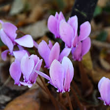 Attēlu rezultāti vaicājumam “Cyclamen hederifolium”