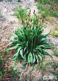 Attēlu rezultāti vaicājumam “Plantago lanceolata”