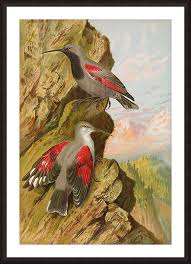 Image result for Tichodroma muraria