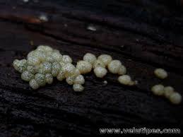 Attēlu rezultāti vaicājumam “Hypocrea gelatinosa”