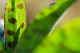 Attēlu rezultāti vaicājumam “Dactylorhiza fuchsii bud”
