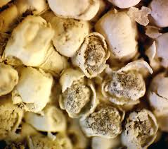 Attēlu rezultāti vaicājumam “Diderma ochraceum young”