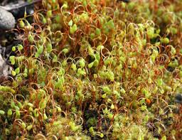 Attēlu rezultāti vaicājumam “Funaria hygrometrica”