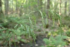 Attēlu rezultāti vaicājumam “Cinna latifolia fruit”