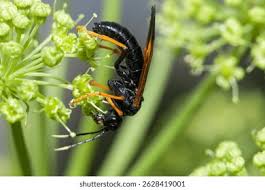 Attēlu rezultāti vaicājumam “Tenthredo campestris”