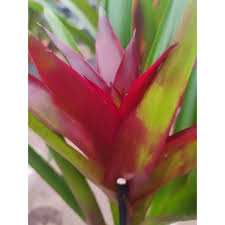 Картинки по запросу гусмания