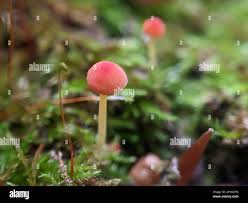 Attēlu rezultāti vaicājumam “Mycena acicula”