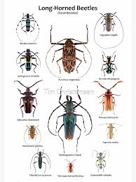Attēlu rezultāti vaicājumam “Cerambycidae”