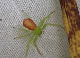 Attēlu rezultāti vaicājumam “Diaea dorsata female”