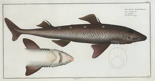 Image result for Squalus acanthias