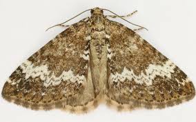 Attēlu rezultāti vaicājumam “Perizoma affinitata”