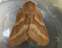 Attēlu rezultāti vaicājumam “Malacosoma castrensis”