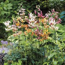 Attēlu rezultāti vaicājumam “Lilium martagon flower”