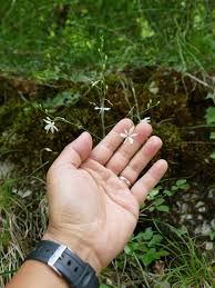Attēlu rezultāti vaicājumam “Anthericum ramosum”
