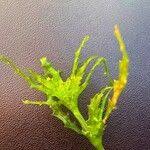 Attēlu rezultāti vaicājumam “Najas major”