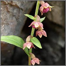 Attēlu rezultāti vaicājumam “Epipactis atrorubens flower”