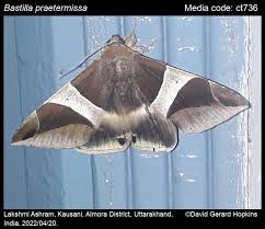 Attēlu rezultāti vaicājumam “Badhamiopsis praetermissa sessile”