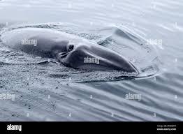 Image result for Balaenoptera bonaerensis