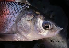 Image result for Coregonus oxyrinchus