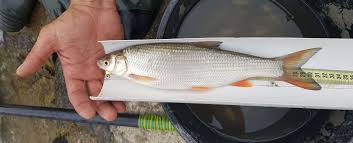 Image result for Chondrostoma nasus