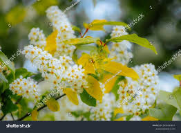 Attēlu rezultāti vaicājumam “Padus avium flower”